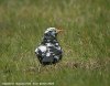 Blackbird at Gunners Park (Steve Arlow) (78698 bytes)